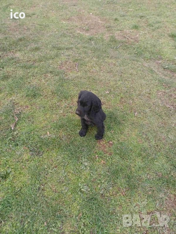 3 кученца курцхаар/кокер