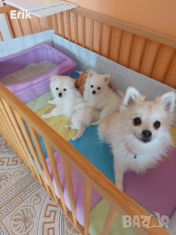 pomeranni kucenca mysko i jensko na 50dena 