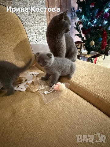 Малки клепоухи Британчета, снимка 16 - Британска късокосместа - 52920418