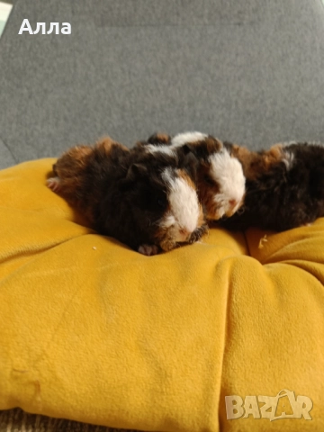 Морски свинчета альпако и розетка 