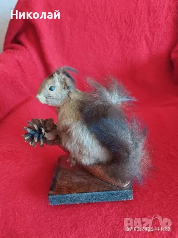 Продавам препарирана катерица , снимка 3 - Други ценни предмети - 49402550