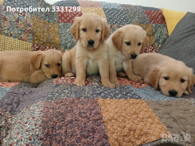 Голдън ретривър кученца , снимка 1