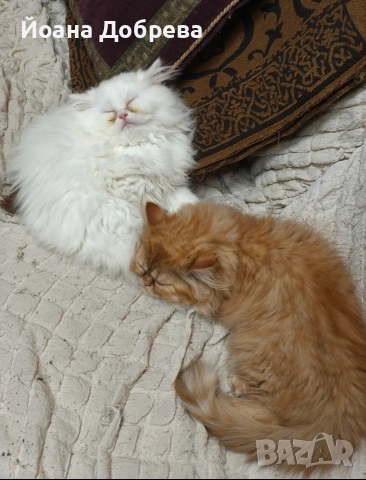 Породисти пухкави персийски котета, снимка 2 - Персийска - 52670996