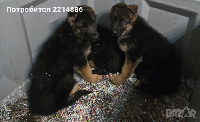 Немски овчарки , снимка 10 - Немска овчарка - 40188254