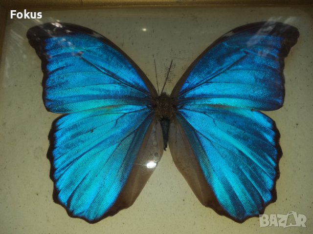 Пеперуда в рамка N2, снимка 2 - Антикварни и старинни предмети - 42977275