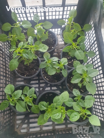 Подправки - Мента, Риган, Босилек, Розмарин