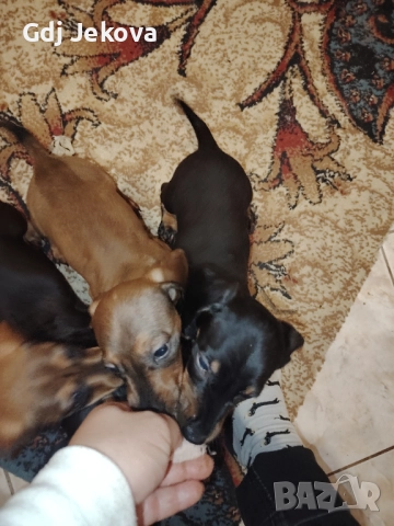 Дакелчета, снимка 10 - Дакели - 52487664