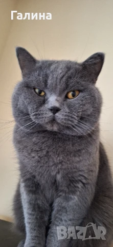 Мъжки британец си търси булка , снимка 2 - Британска късокосместа - 51211241