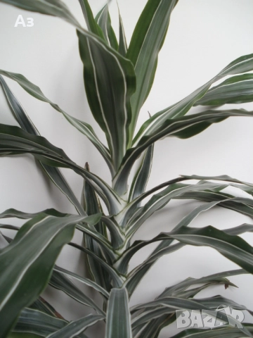 Продавам цветя Драцена – малки, снимка 2 - Стайни растения - 52965267