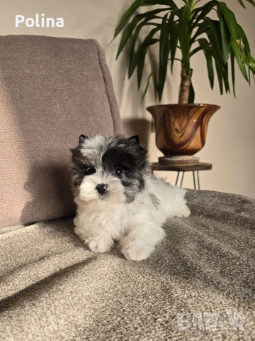 Момиче родословна принцеса, снимка 4 - Йоркширски териер - 53202768