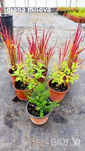 Промо пакет от 6 бр студоустойчиви растения