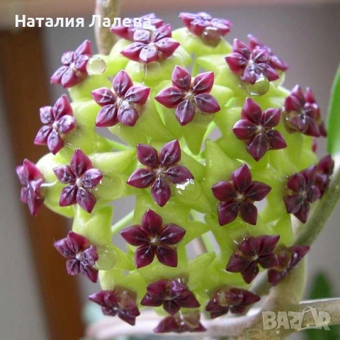 Хоя, hoya cinnamomifolia