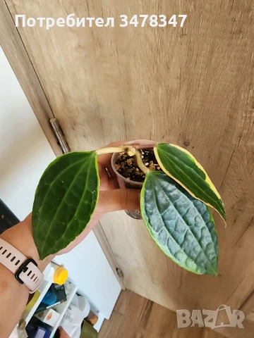 Хоя Macrophylla Albomarginata, снимка 4 - Стайни растения - 51270292