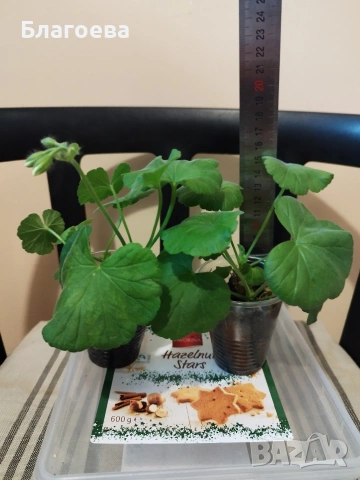 Мушкато розовобяло/Хамелеон , снимка 2 - Стайни растения - 48763221