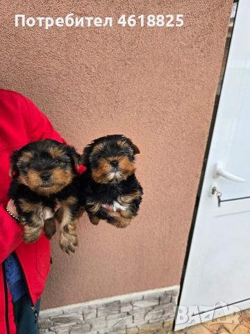 Йоркширски териери , снимка 5 - Йоркширски териер - 53303647