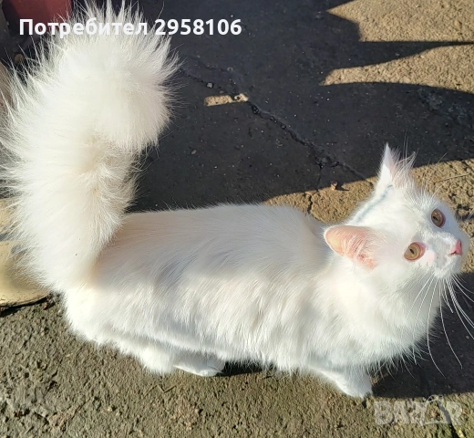 Персийска чинчила, снежно бяла, 6 мес., снимка 5 - Персийска - 53150542