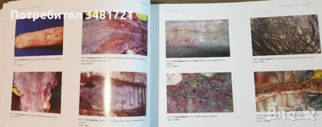 Атлас на болестите по животните / Atlas des Maladies Animales Transfrontalières, снимка 4 - Специализирана литература - 49756394