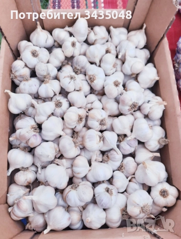 Домашен български зимен чесън собствено производство! Без химикали и пестециди!, снимка 7 - Домашни продукти - 52705970