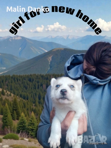  Невероятни Сибирски  Хъскита за резервация   , снимка 4 - Хъски - 53072309