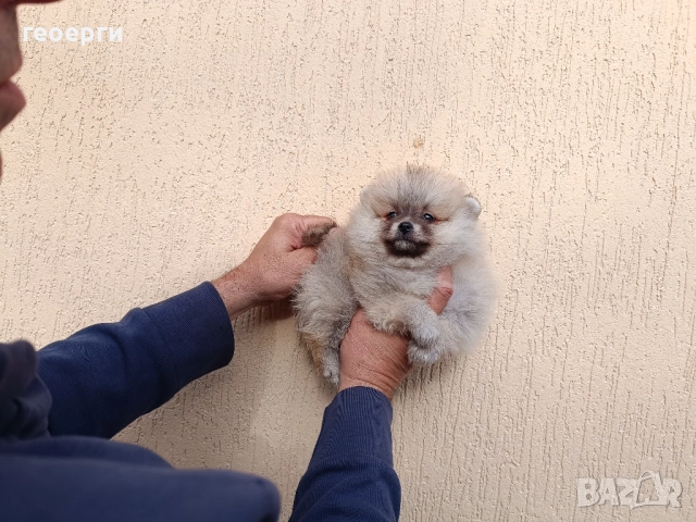 Померан чета едно мъжко и две женски, снимка 5 - Померан - 52907625