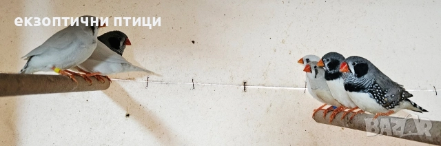 Джъмбо Амадини - Продавам, снимка 3 - Амадини - 52865990