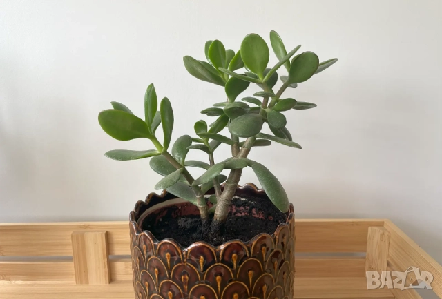 дървото на живота