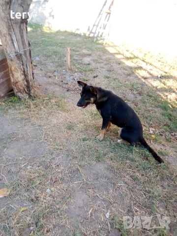 Продавам старинен шкаф Варна Център , снимка 4 - Антикварни и старинни предмети - 52568832