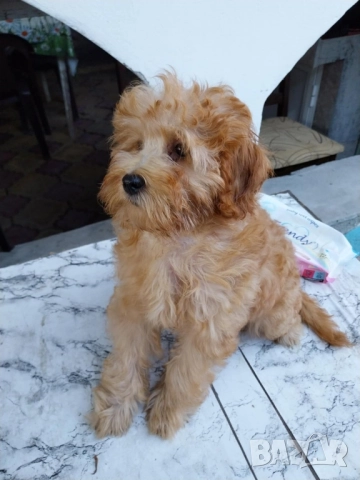 Малтипу Maltipooo, снимка 6 - Други - 51501320