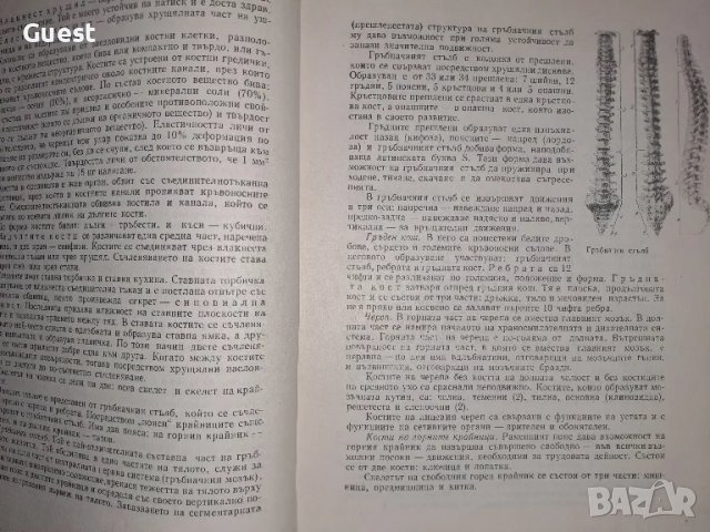 Нов домашен лекар, снимка 3 - Специализирана литература - 49531764