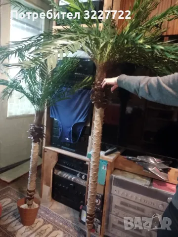 Изк. палма малка , снимка 2 - Изкуствени цветя - 49942666