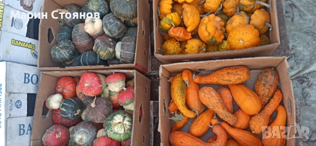 Тикви за декорация, снимка 2 - Градински цветя и растения - 52455847