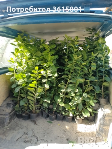 лавровишна 4лв, снимка 8 - Градински цветя и растения - 50394939