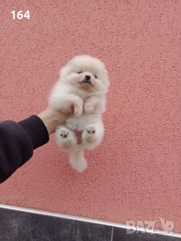 Померани. Снимки от 23.12.25 г., снимка 4 - Померан - 52876428