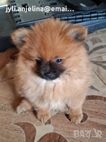 Померански шпиц, снимка 3 - Померан - 52675930