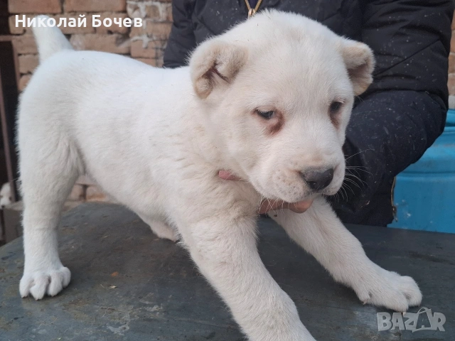 АЛАБАЙ, снимка 8 - Алабай - 53395565