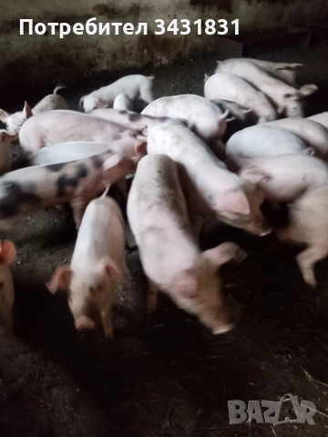 Малки прасета от 25до40кг., снимка 2 - Прасета - 52147797