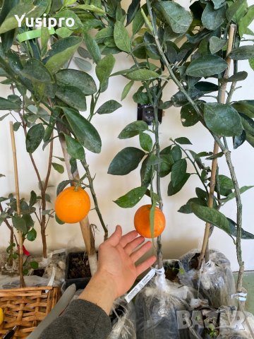 Лимон Мандарина Портокал Помело Лайм Лаймкуат Кумкуат Мандаринкуат, снимка 10 - Градински цветя и растения - 34694760