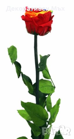 Естествени стабилизирани рози и цвят роза-за дома, подарък, декорация с мъх, снимка 17 - Декорация за дома - 31836873
