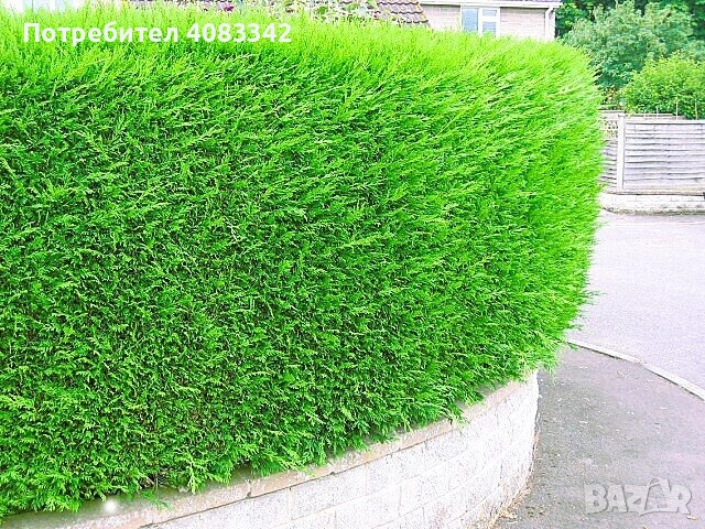 Лейланди Кипарис, снимка 3 - Градински цветя и растения - 52057270