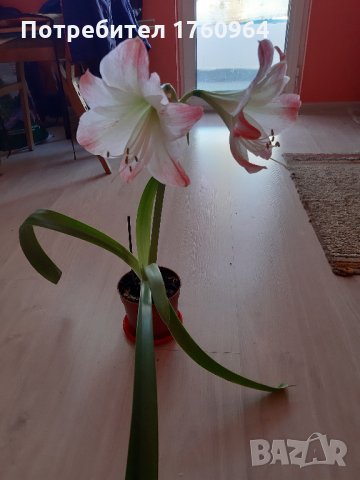 Амарилис, снимка 4 - Стайни растения - 32936835