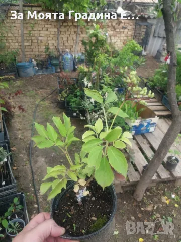 Бял бъз , снимка 5 - Градински цветя и растения - 49425952