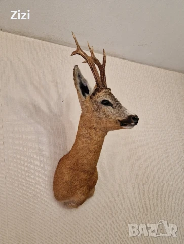 Препариран сръндак, снимка 4 - Декорация за дома - 50812831