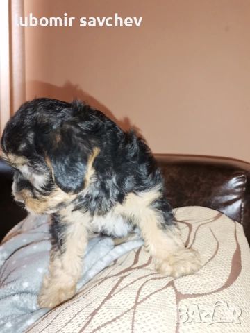 Шарени йоркита, снимка 6 - Йоркширски териер - 51701071