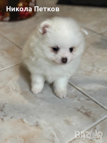 Померан мини 