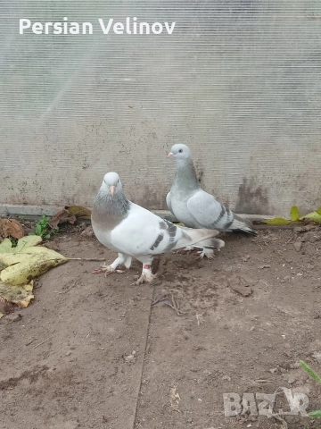 Продавам гълъби *, снимка 8 - Гълъби - 52367362