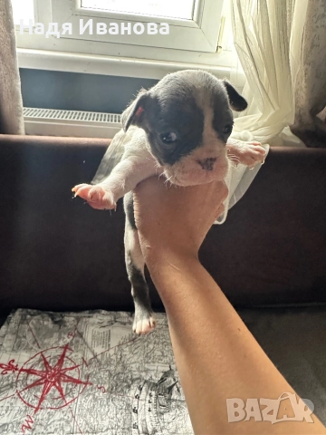 Френски булдог, снимка 10 - Френски булдог - 52687083