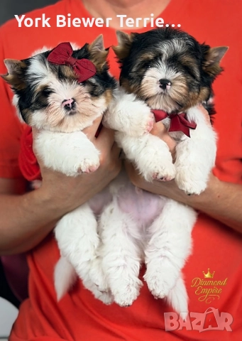 Йорки, момчета и момичета с родословие- добри приятели за деца и възрастни! Доставка , снимка 3 - Йоркширски териер - 52935376