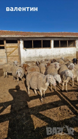 Овце млечно направлиние, снимка 5 - Овце - 52627689