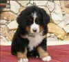 Бернски Овчарки, снимка 4