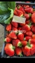 Продавам разсат ягоди , снимка 7